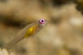 Pink eye Goby Royalty Free Stock Photo
