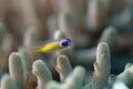 Pink eye goby Royalty Free Stock Photo