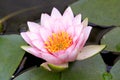 Pink Fabiola water lily Hardy