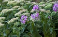 Pink faded Phlox Paniculata Garden Phlox