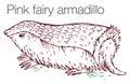 Pink fairy armadillo hand drawn vector illustration Royalty Free Stock Photo