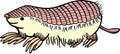 Pink Fairy Armadillo