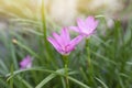 Pink fairy lily, rain lily or zephyr flower bloom in the garden.