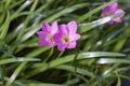 Pink fairy lily, rain lily or zephyr flower bloom in the garden. Royalty Free Stock Photo