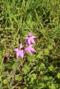 Pink fairy orchid endemic to Australia