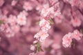 Pink Fake Japanese Sukura flower.