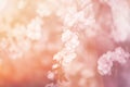 Pink Fake Japanese Sukura flower blur for background. Royalty Free Stock Photo