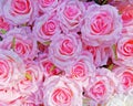 Pink fake roses closeup, colorful background