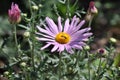 Pink Fall Aster Flower in Bloom with a Wasp Feeding