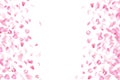 Pink falling sakura petals and flowers.Nature horizontal background. Royalty Free Stock Photo