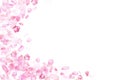 Pink falling sakura petals and flowers.Nature horizontal background. Royalty Free Stock Photo