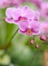 Pink Farland orchid Royalty Free Stock Photo
