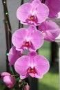 Pink Farland orchid