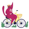 Pink fat cat rides on bicycle. Food basket. Outdoor sport s trip. Fitness lifestyle theme. Design elements for cards, posters, t-