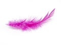 Pink Feather