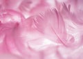 Pink Feather Royalty Free Stock Photo