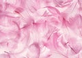 Pink Feather Royalty Free Stock Photo