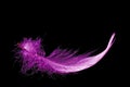 Pink feather Royalty Free Stock Photo