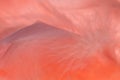 Pink feather abstract Royalty Free Stock Photo