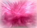Pink feather abstract background with reflection Royalty Free Stock Photo