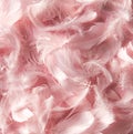 Pink feather background. Royalty Free Stock Photo