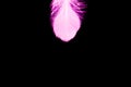 Pink feather isolated on a black background - perfect for wallpaper Royalty Free Stock Photo