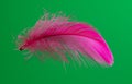 Pink feather isolated on green background. Royalty Free Stock Photo