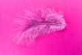 Pink feather isolated on pink background. Copy space. Royalty Free Stock Photo