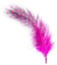 Pink feather isolated on white background Royalty Free Stock Photo