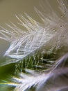 Pink feather macro close up tenderness lightnesswith drops of water, dew