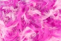 the pink feather party background Royalty Free Stock Photo