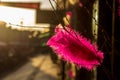 A pink feather in strong spring sunlight as easter decoration Royalty Free Stock Photo