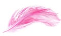 Pink feather on white background