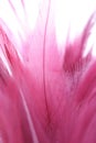 Pink feathers Royalty Free Stock Photo