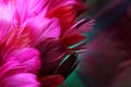 Pink Feathers Royalty Free Stock Photo