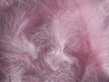 Pink feathers Royalty Free Stock Photo