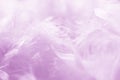 Pink Feathers Background - Stock photos Royalty Free Stock Photo