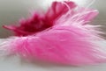 Pink feathers in light Royalty Free Stock Photo