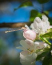 Pink female of common blue damselfly sitting on apple tree blossoms