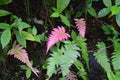 Pink fern found in Puerto Rico