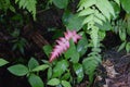 Pink fern found in Puerto Rico