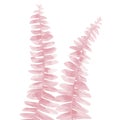 Pink Fern Leaf isolated on white background. Watercolor illustration in blush pink colors