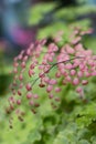 Pink fern leaf