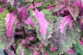 Pink fern with the nature