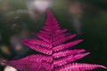 Pink fern neon Glow plant Fluorescent nature