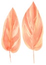 Pink Ficus leaves, set of drawings of dry plants on a white background, watercolor illustration in boho style