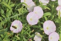 Pink field bindweed flowers and bee Royalty Free Stock Photo