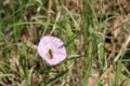 Pink Field Bindweed