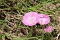 Pink Field Bindweed