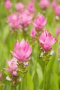 Pink field of siam tulip blossom